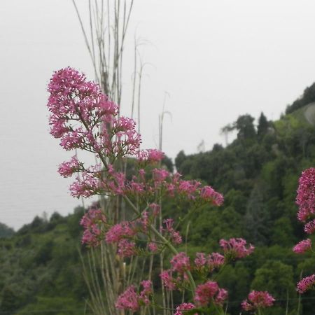 Ca Gialla De Drignana Vernazza Dış mekan fotoğraf